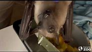 The Little Bat That Could Finds His Family- Straw Coloured Fruit Bat Pup