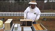 Installing a Package of Honey bees