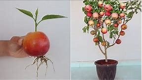 How to grow Apple tree from apple fruit for beginners