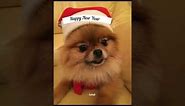 "Friendly Spitz Wishes You a Happy New Year | Dog Vlog"