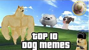 The Best Meme Dogs Ever 😂