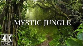 12 Hours Relaxing Wallpapers Slideshow in 4K + Jungle Sounds - Mystic Jungle Forest