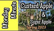 Monday Minute- Custard Apple & Sugar Apple Spring 2023