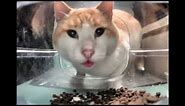 Mr. Fresh Cat Meme Template | Cat Eating Then Looking Up Meme