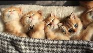 Time for Relaxation, Purring and Sleep | Cute Baby kittens