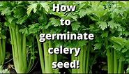 Easy and simple celery seed starting, germination guide. Proven method and used for years.