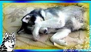 BAD DOG! What a Guilty Dog! Siberian Husky Shiloh Eats Bread