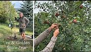 Planting Pear Trees: What to Expect 10 Years Later