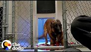 Nobody Could Touch This Very Aggressive Dog Until...💞 | The Dodo