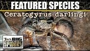 Featured Tarantula #3 Ceratogyrus darlingi (Rear Horned Baboon) Care