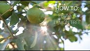 How To: Prune a Lemon Tree
