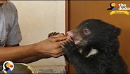 Baby Sloth Bear Loses Mom, But Meets People Who Believe In Him | The Dodo Showcase