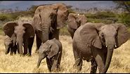 Elephants Take Care of Orphaned Babies | This Wild Life | BBC Earth