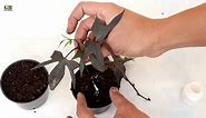 Propagate Ornamental Sweet Potato Vine from Cuttings and Care Tips