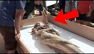 10 REAL LIFE MERMAIDS Caught On Camera