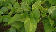 Close shot of green plant leaves - Free Stock Video
