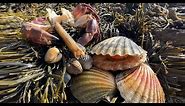Coastal Foraging - Scallops, Cockles, Clam and Crab Beach Cook Up