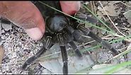 What are the biggest spiders found in the UK?