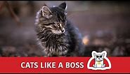 Cats like a BOSS 🐈😹 Funny Video Compilation 🐈😹 Bossy Cats 😹