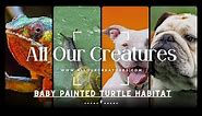Baby Painted Turtle Habitat How To Set Up Your Tank