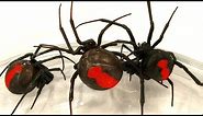 Deadly Spider Infestation How To Catch Lots Of Beautiful Redback Spiders