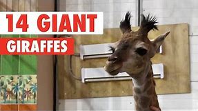 Awkward Giraffes | Funny Animal Compilation 2018
