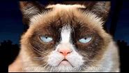Grumpy Cat Happy Birthday Wishes - Funny Singing Cat Song