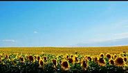 Sunflowers, Field of Sunflowers, Sky, Horizon, Nature, Background video, 4k, VJ Loop, Video Footage