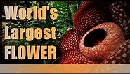 World's LARGEST FLOWER - Rafflesia Arnoldii