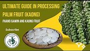 From Harvest to Delicious Kaong Delights: The Ultimate Palm Fruit Processing Guide