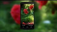 Stunning Red Rose Blooming in Rain Live Wallpaper