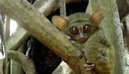 Animals that are Cute - the Tarsier