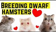Breeding dwarf hamsters ♥️