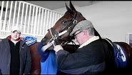 How to put on a Tongue Tie on a Race Horse named Ready to Defer!
