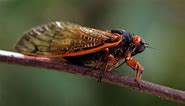 When will cicadas next emerge in Massachusetts?