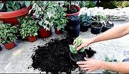 How to Grow a Ficus Benjamina from cutted branch very easy