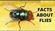 10 Things You Didn't Know About Flies | Housefly Facts | Interesting Facts for Kids