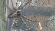 Giant Huntsman Spider a Very Big Spider from Australia