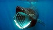 Facts: The Basking Shark
