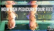 How Fish Pedicure your Feet