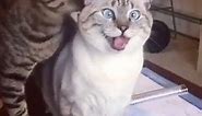 cat with mouth open cross eyed