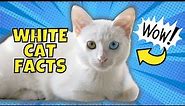 10 Fun Facts About White Cats