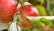 Apple Tree Leaves Curling Indicates Disease—Here Are the Causes
