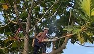 A brave man with his best talent cutting tree cover electricity line and border home