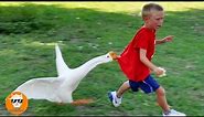 Funny Goose Chasing Babies Compilation || Just Funniest