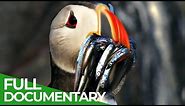 Wildlife Moments - The Funniest Animal Encounters | Part 1 | Free Documentary Nature