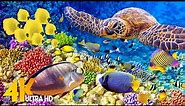 [NEW] 11H Stunning 4K Underwater Wonders - Relaxing Music | Coral Reefs, Fish & Colorful Sea Life