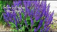 How to care for Salvia "May Night"