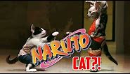 Naruto Cat? Ninja Cats Fight! Funny Cat Videos!