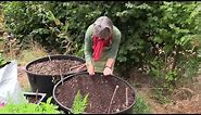 How To Grow Carrots in Containers